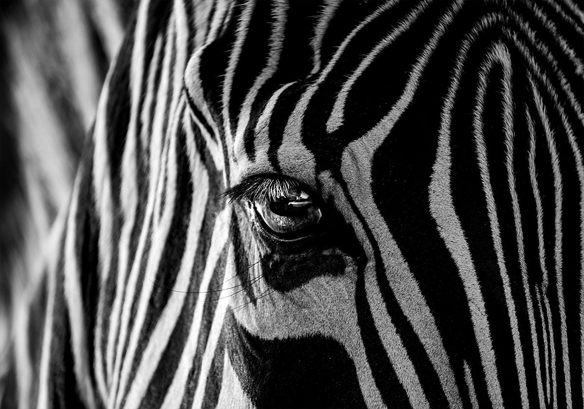 Abstrakt Zebra Poster