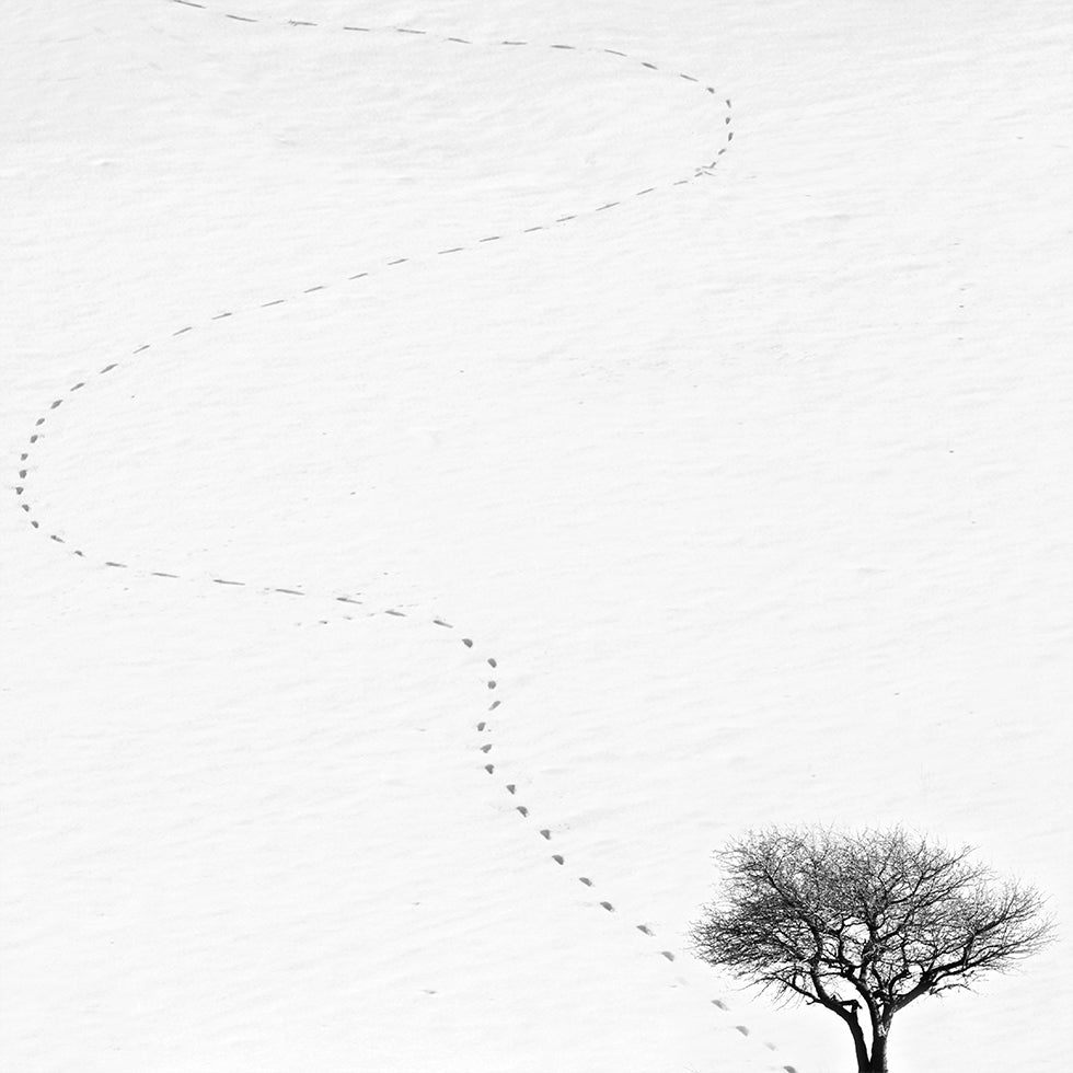 Foussofdrock Affiche