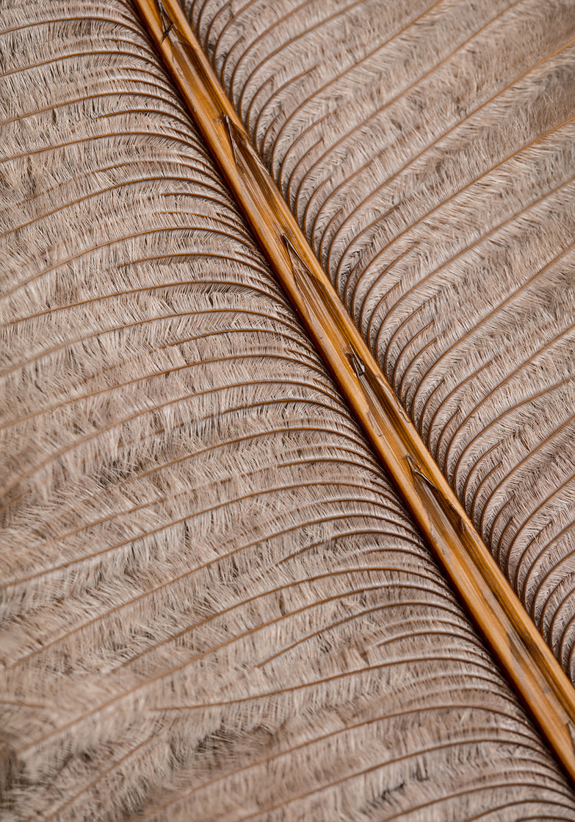 Plakatas Feather_007
