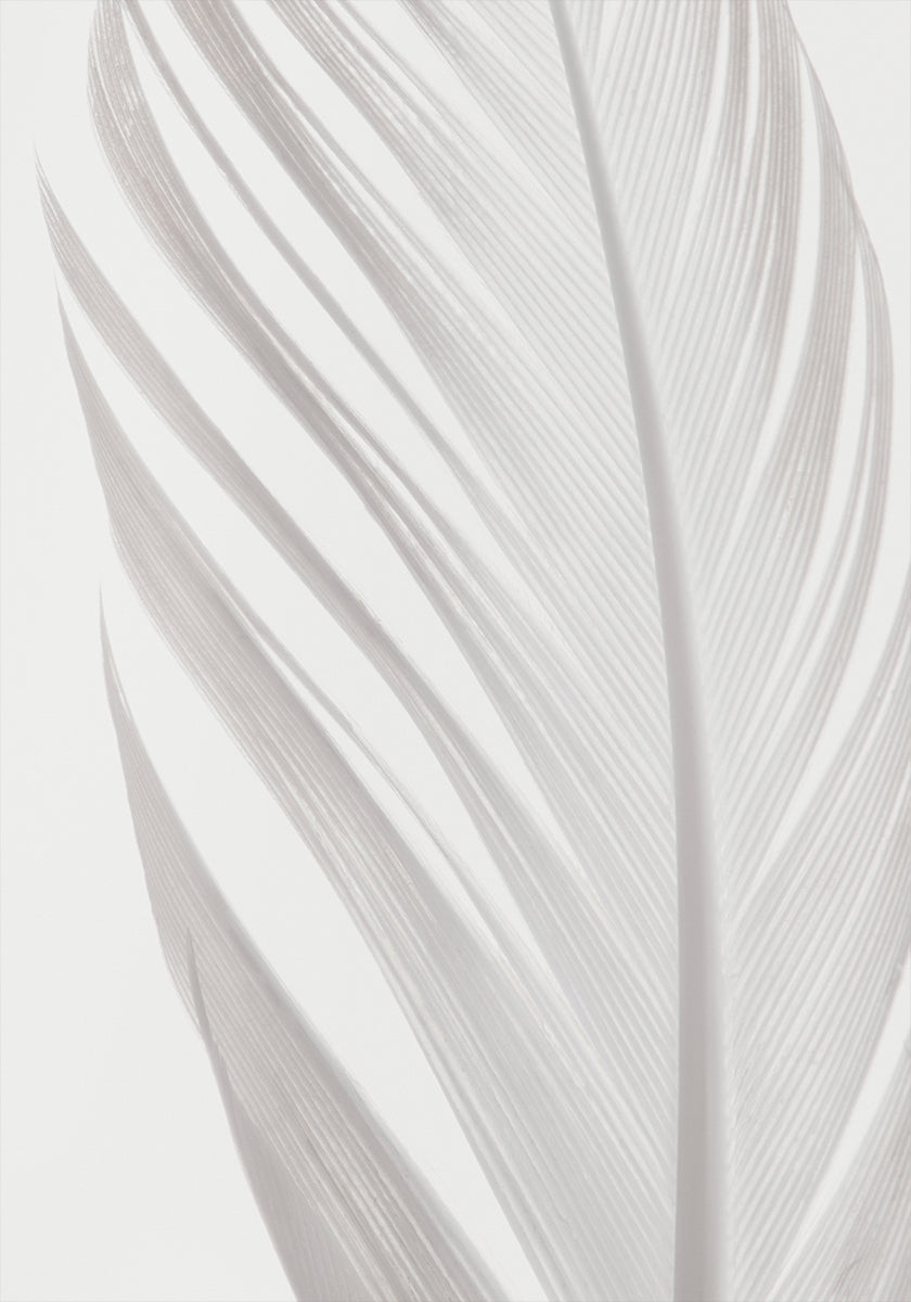 Feather_006
