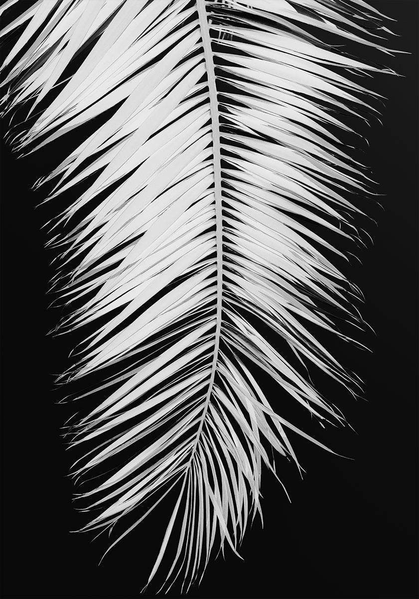 Palmenblatt No.4 Affiche