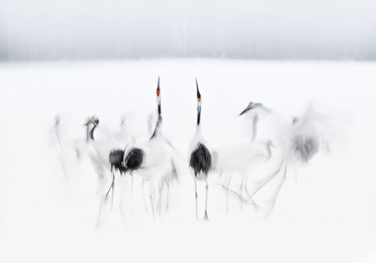 Calligraphic ballet Poster