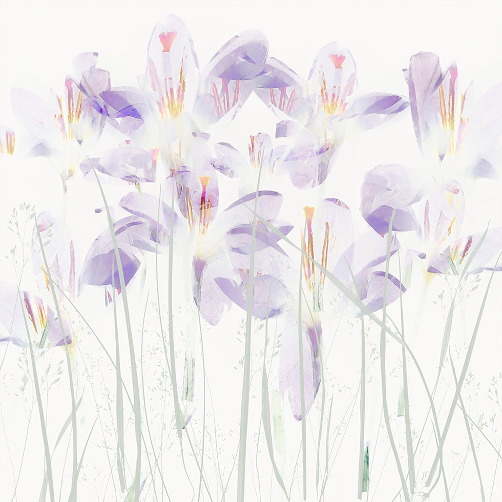 Crocuses in the grass (NEW) - Posterbox