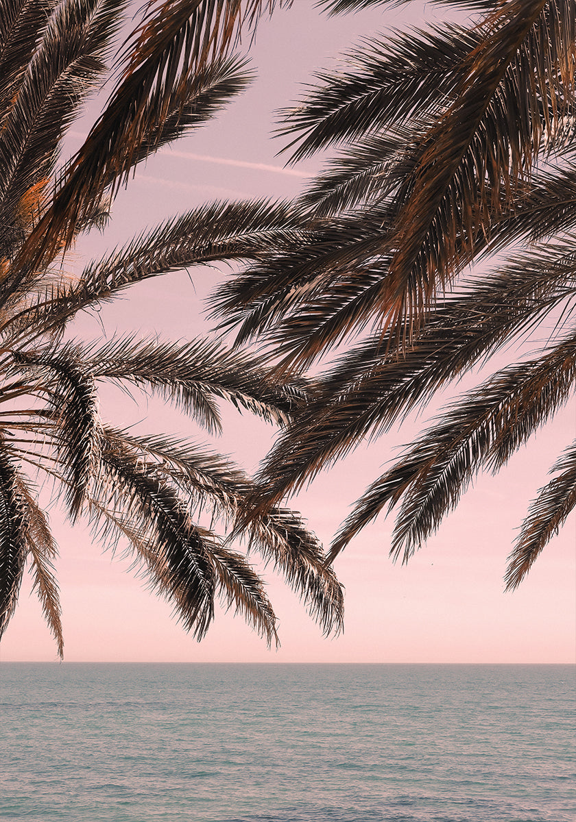 Palm_011