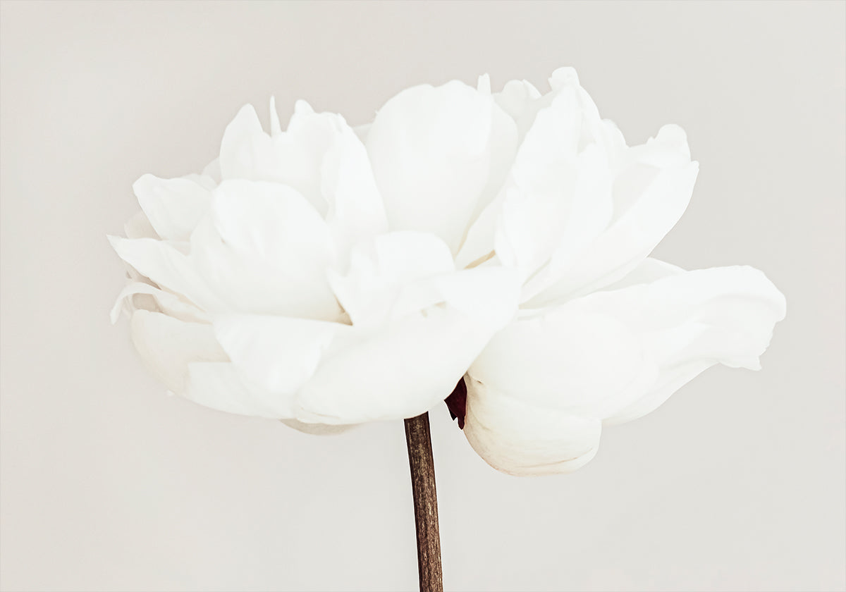 Peony No.11 Affiche