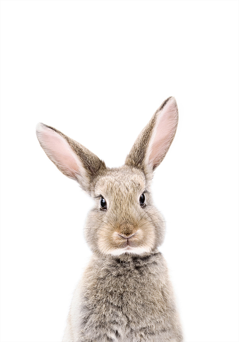 Baby Rabbit Plakat