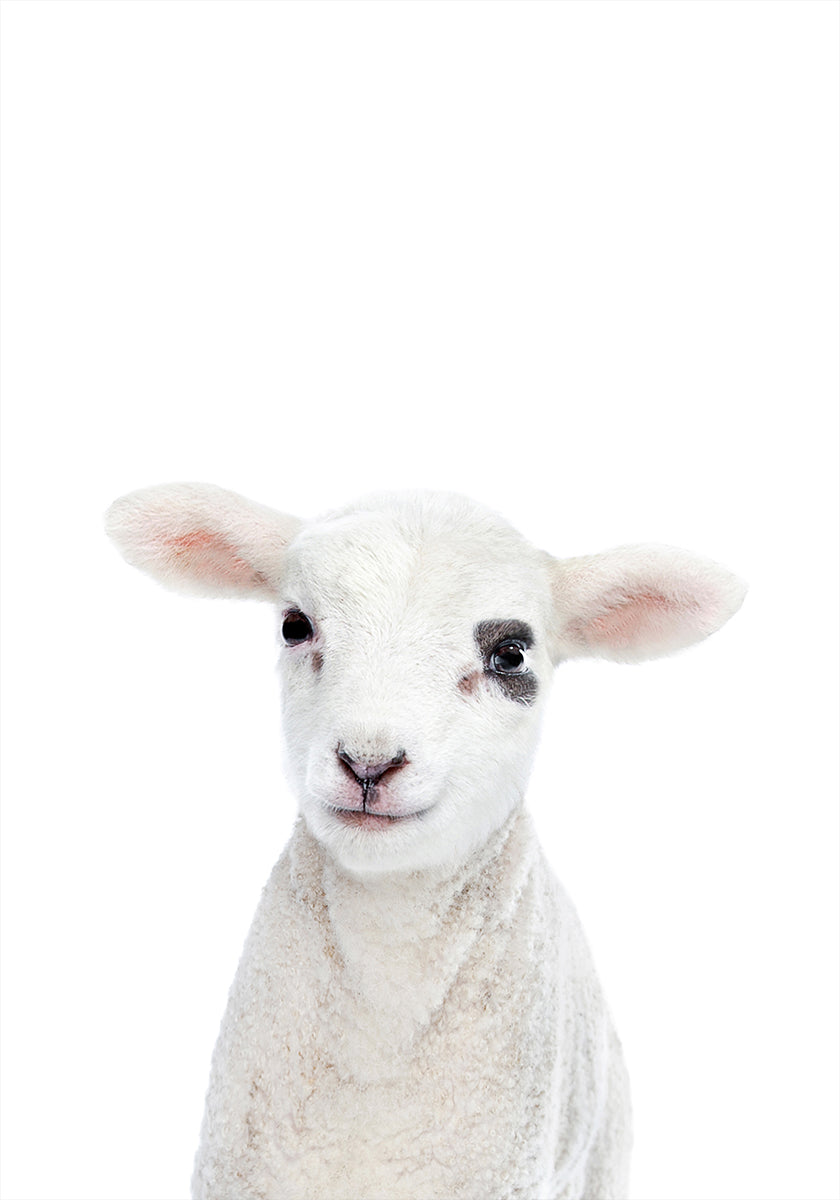 Lambapoeg