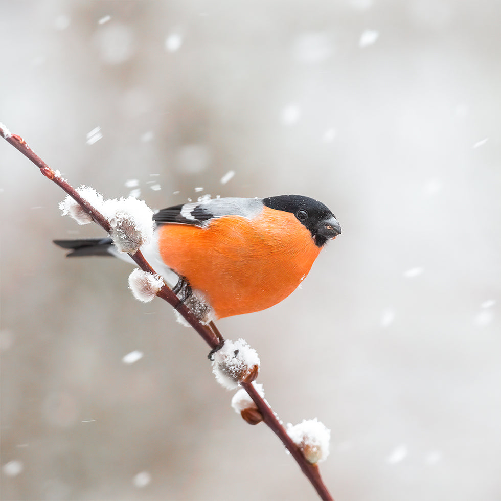 Bullfinch sniegputenī Plakāti