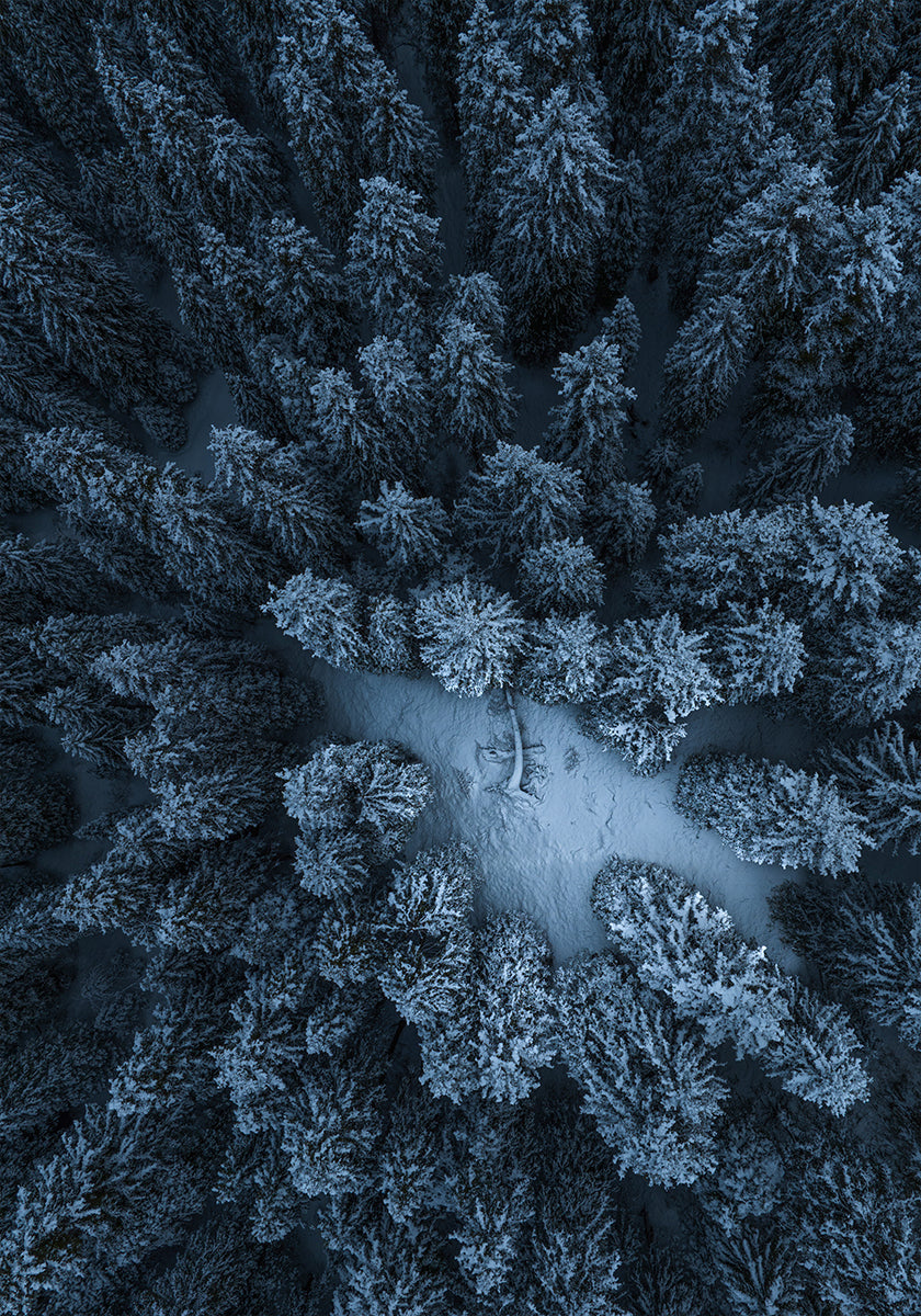 Texture of the forest Poster