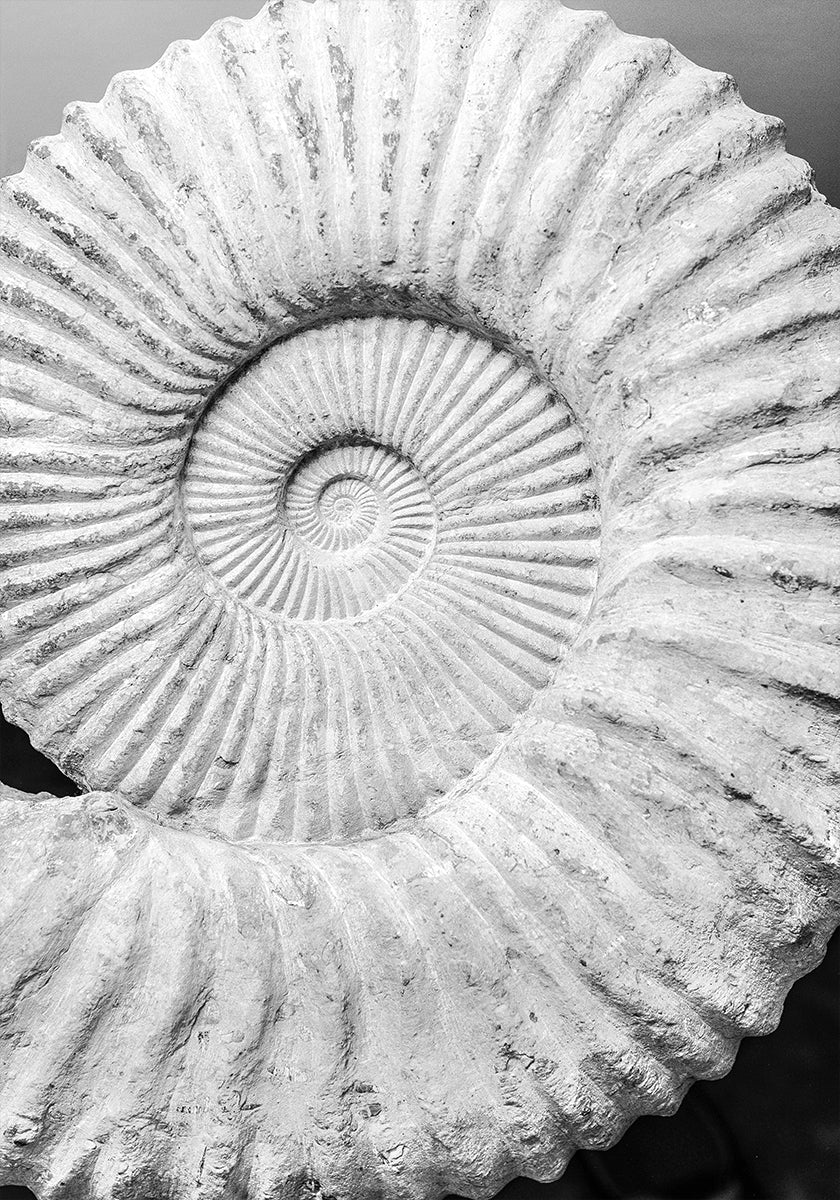Senoviniai spiraliniai sapnai