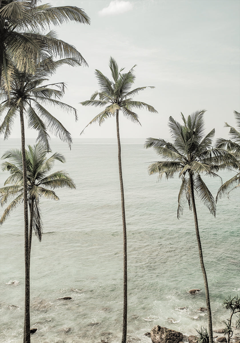 Tropical Dreams Poster