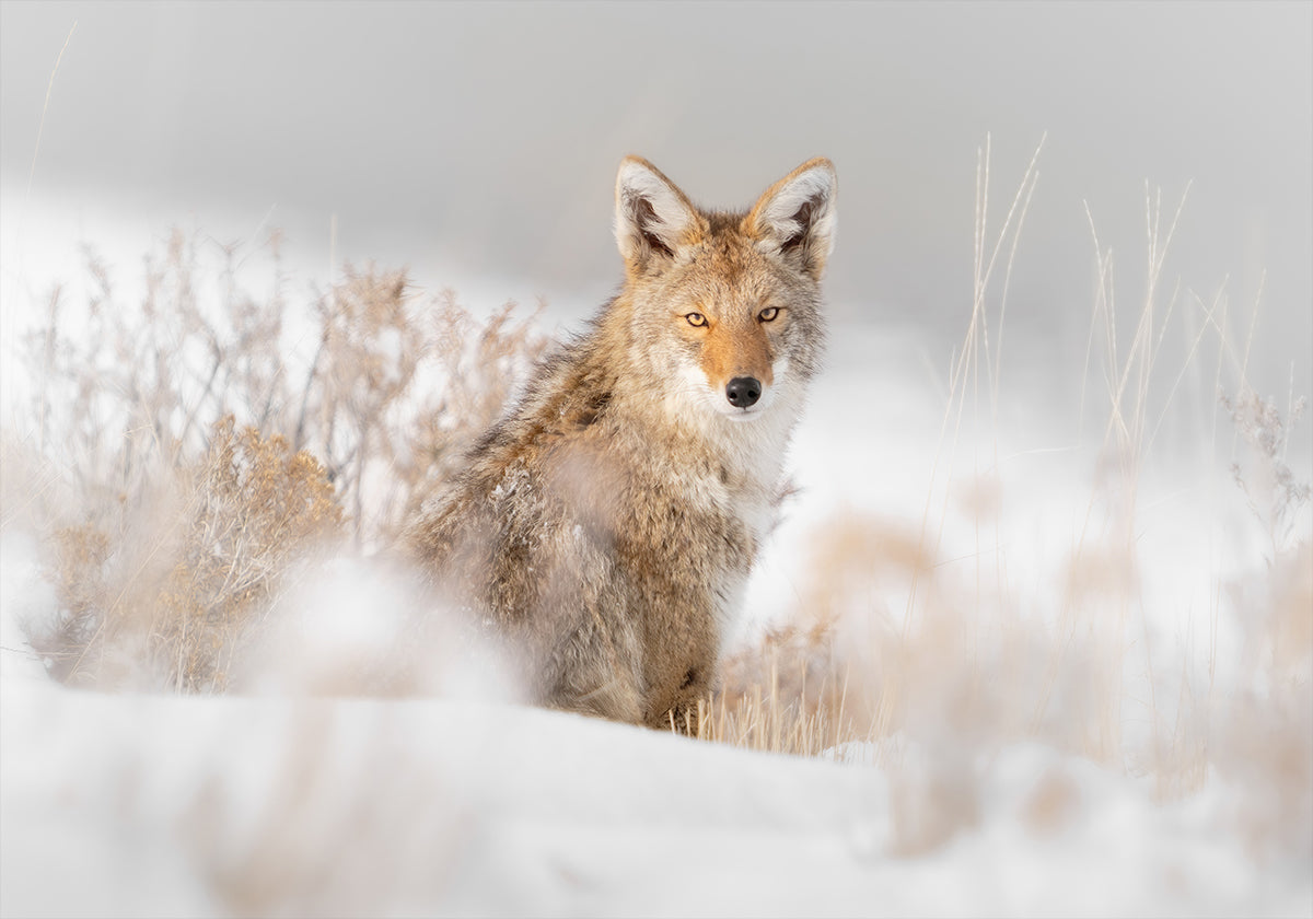 Coyote sitting on the snow Poster
