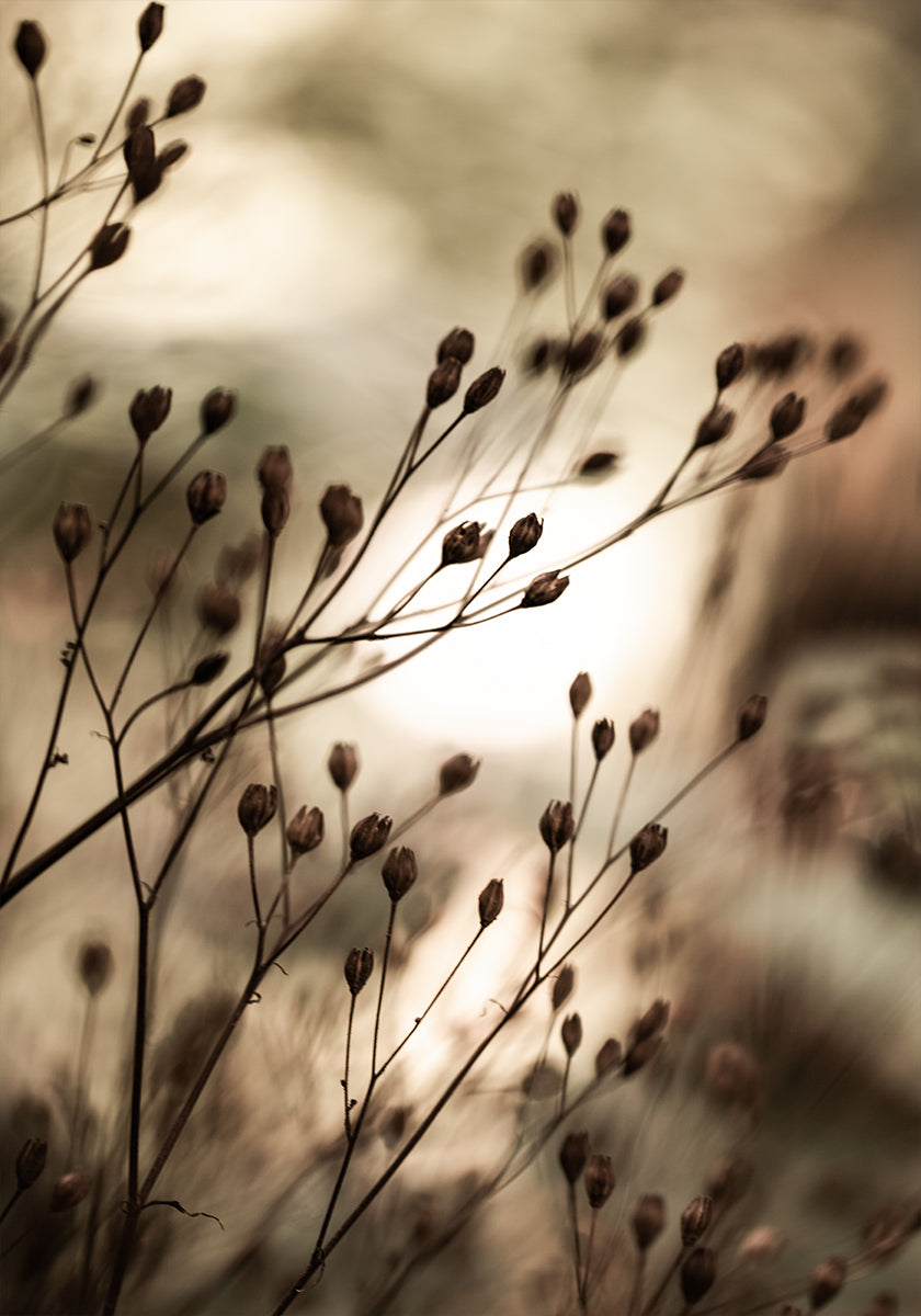 Rudens Gaismas