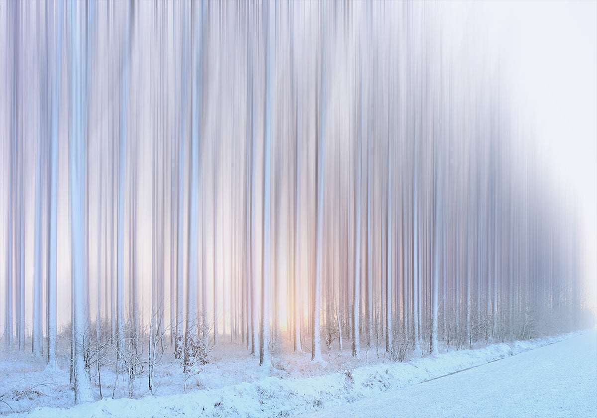 koku aizkars Plakāts