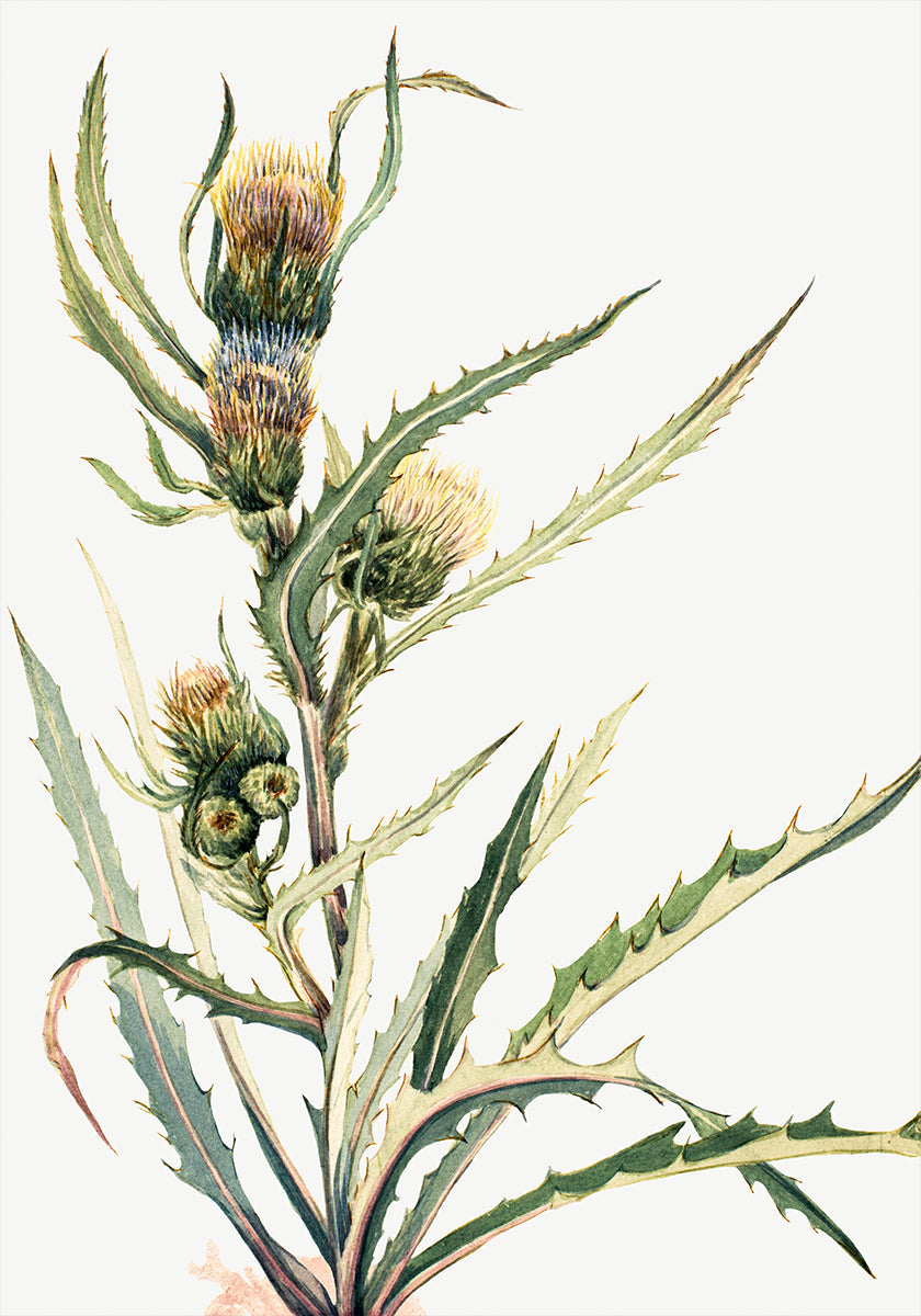 White Thistle Poster