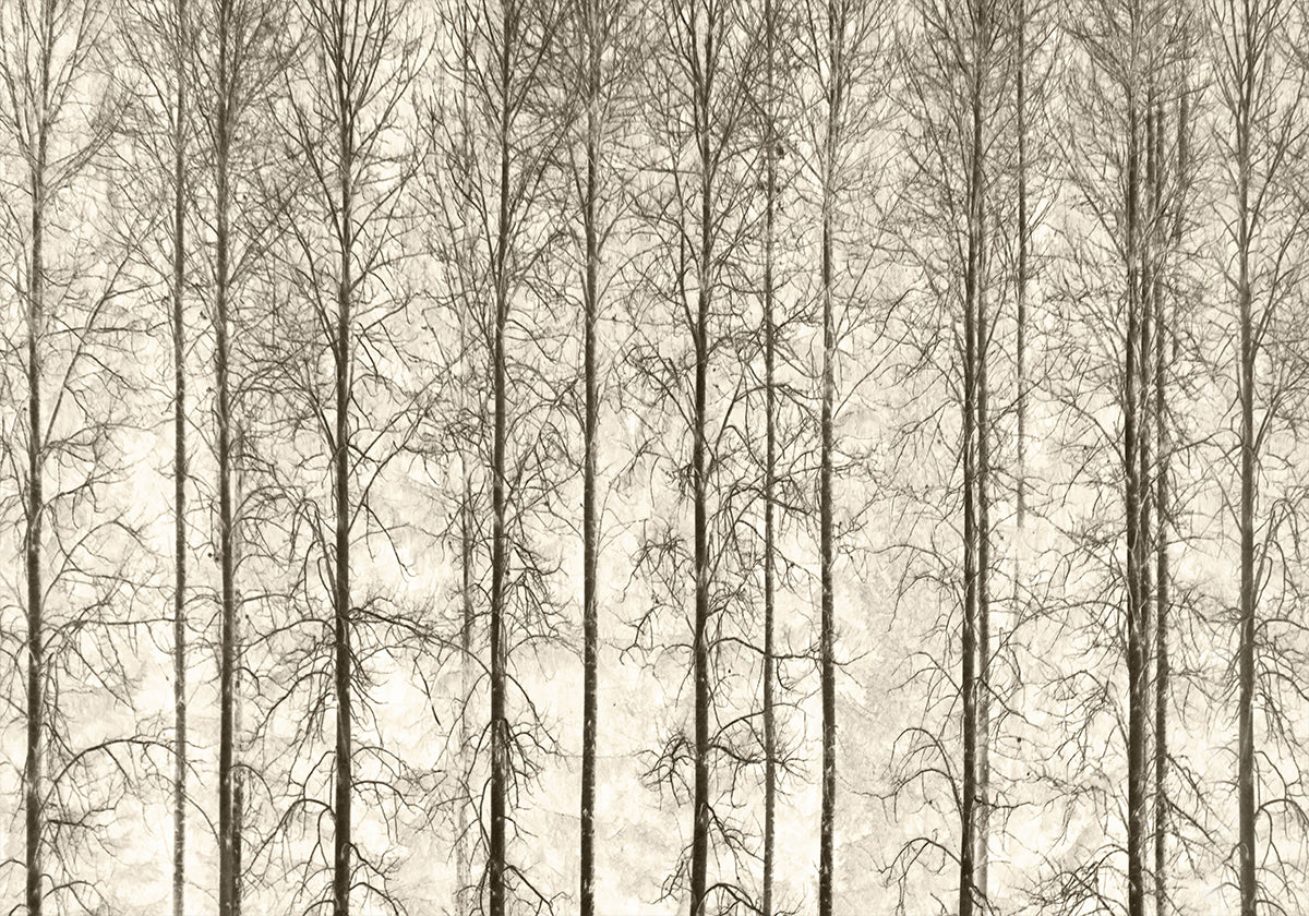 Aspens Plakat