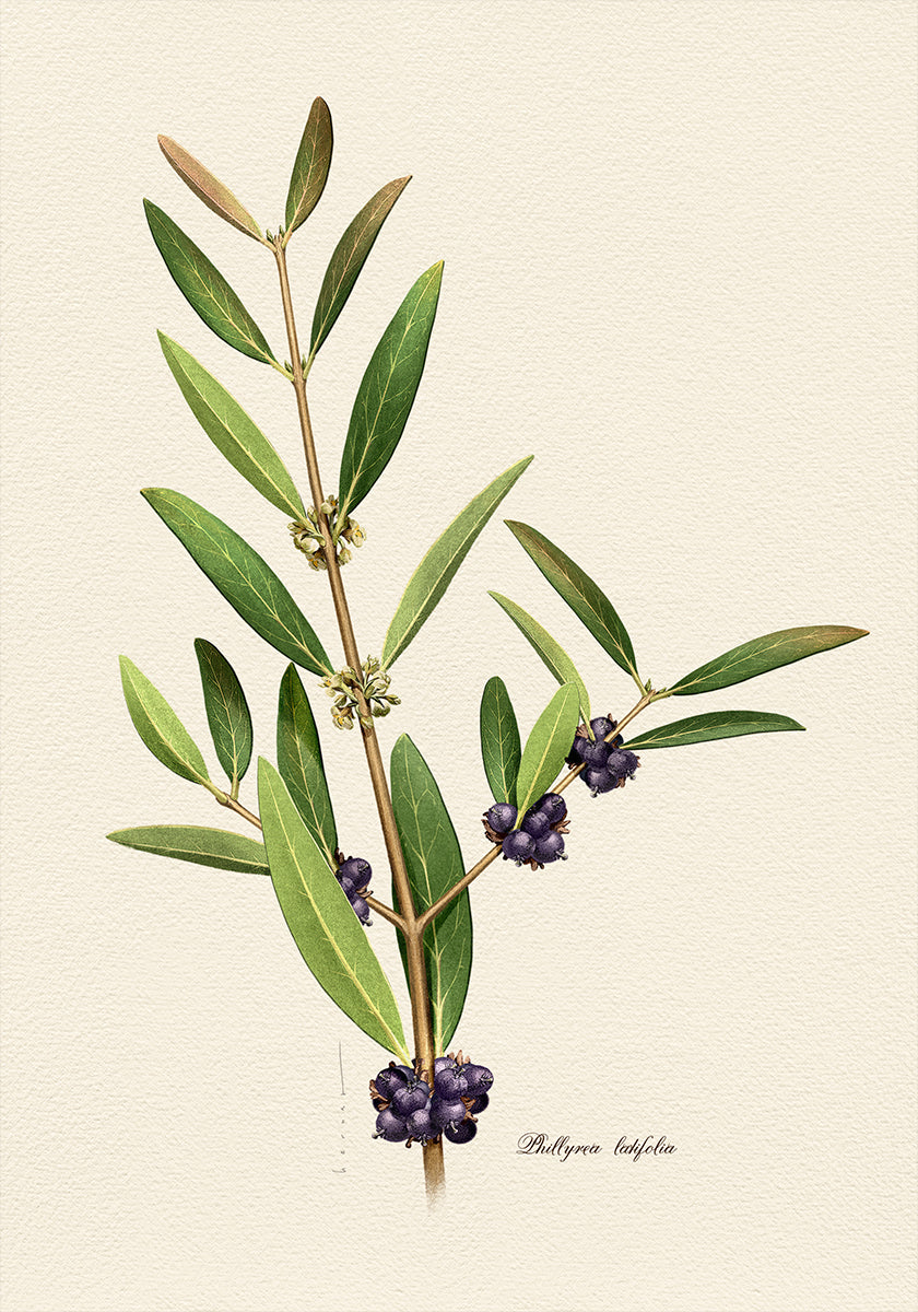Plagát Botanika Phillyrea Latifolia