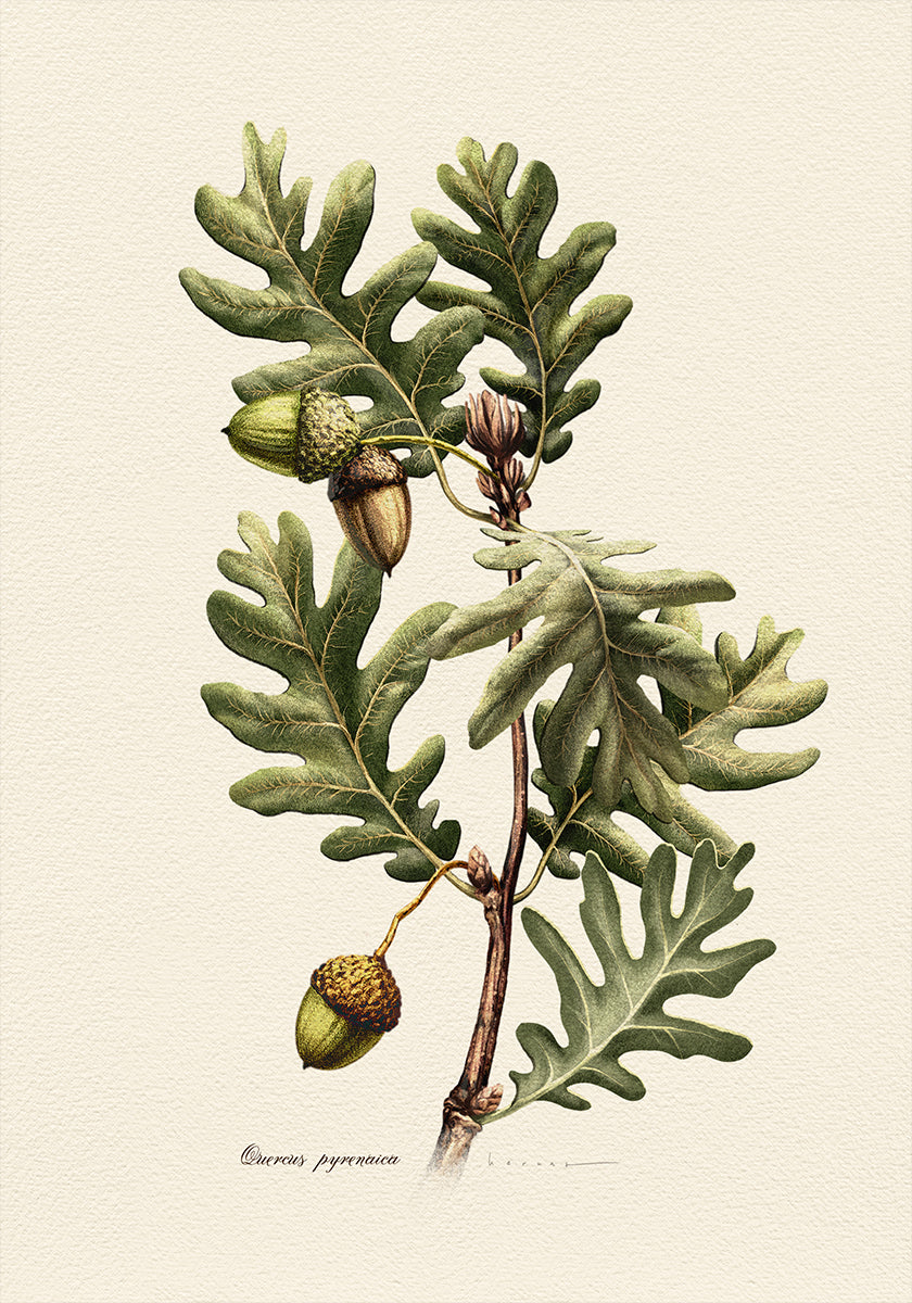 Botanika Quercus Pyrenaica poszter