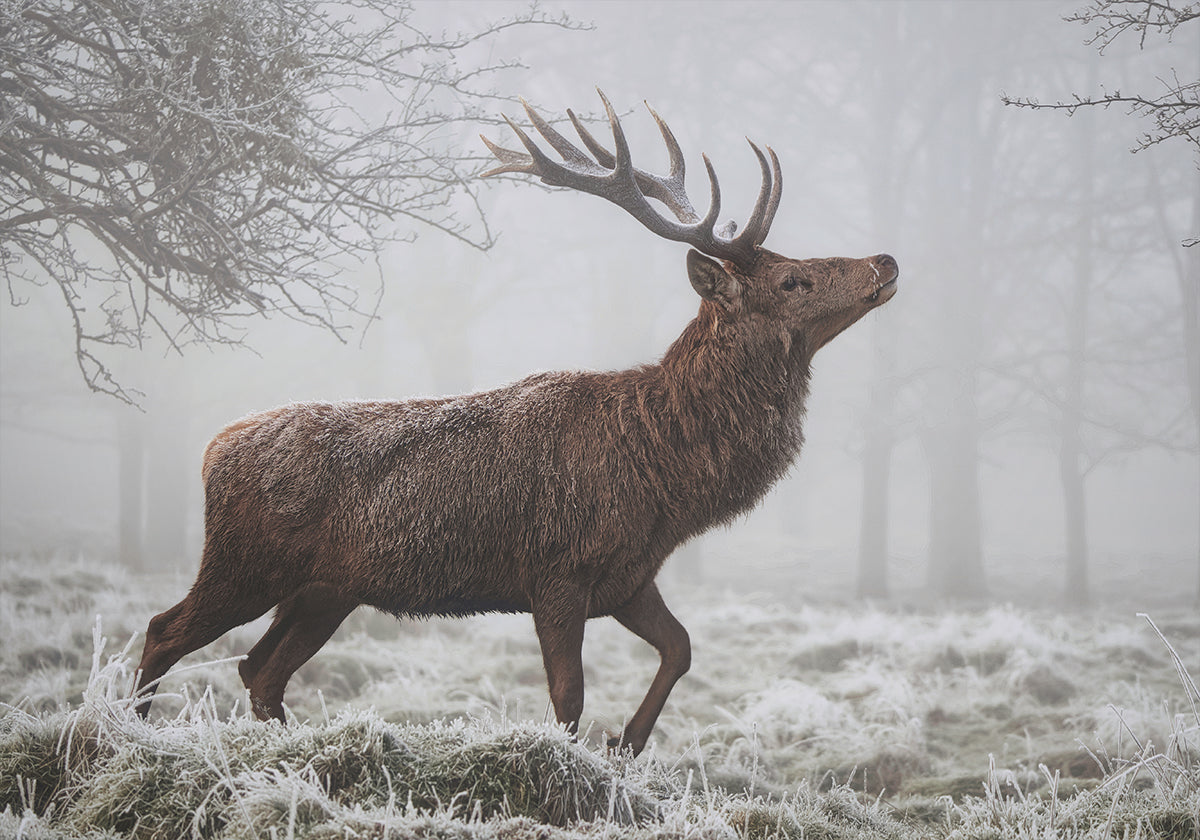 Cienījamais plakāts