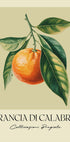 Arancia Di Calabria Plakat - Posterbox
