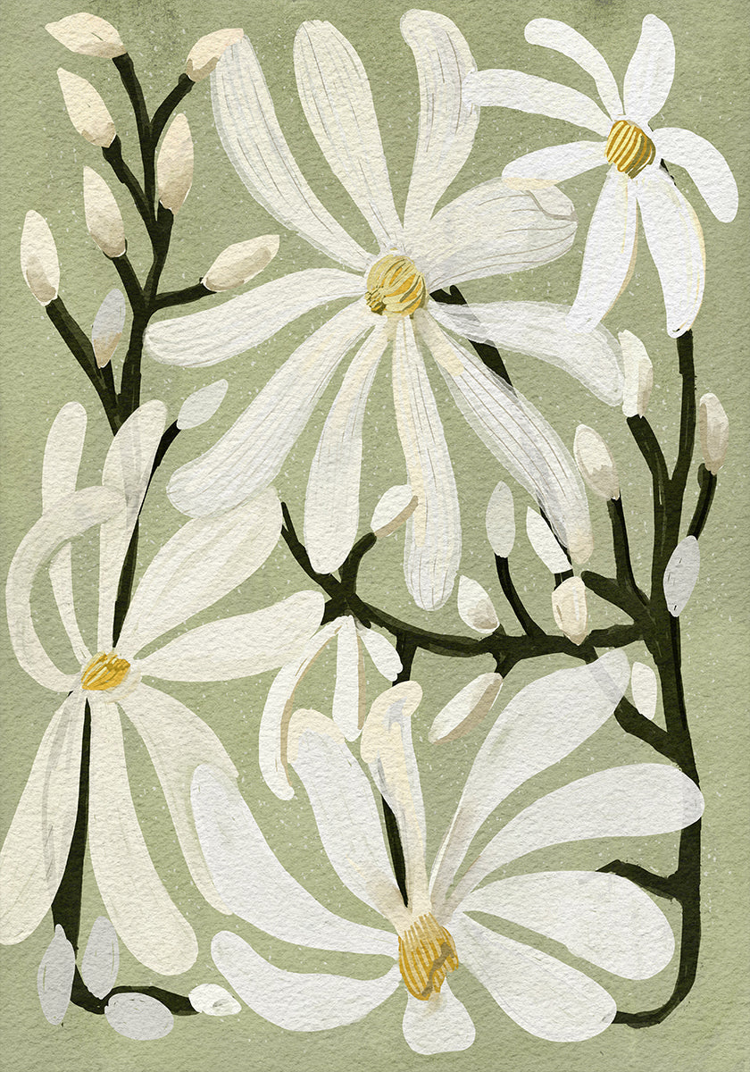 Star Magnolia Blummen op Sage Hannergrond Poster