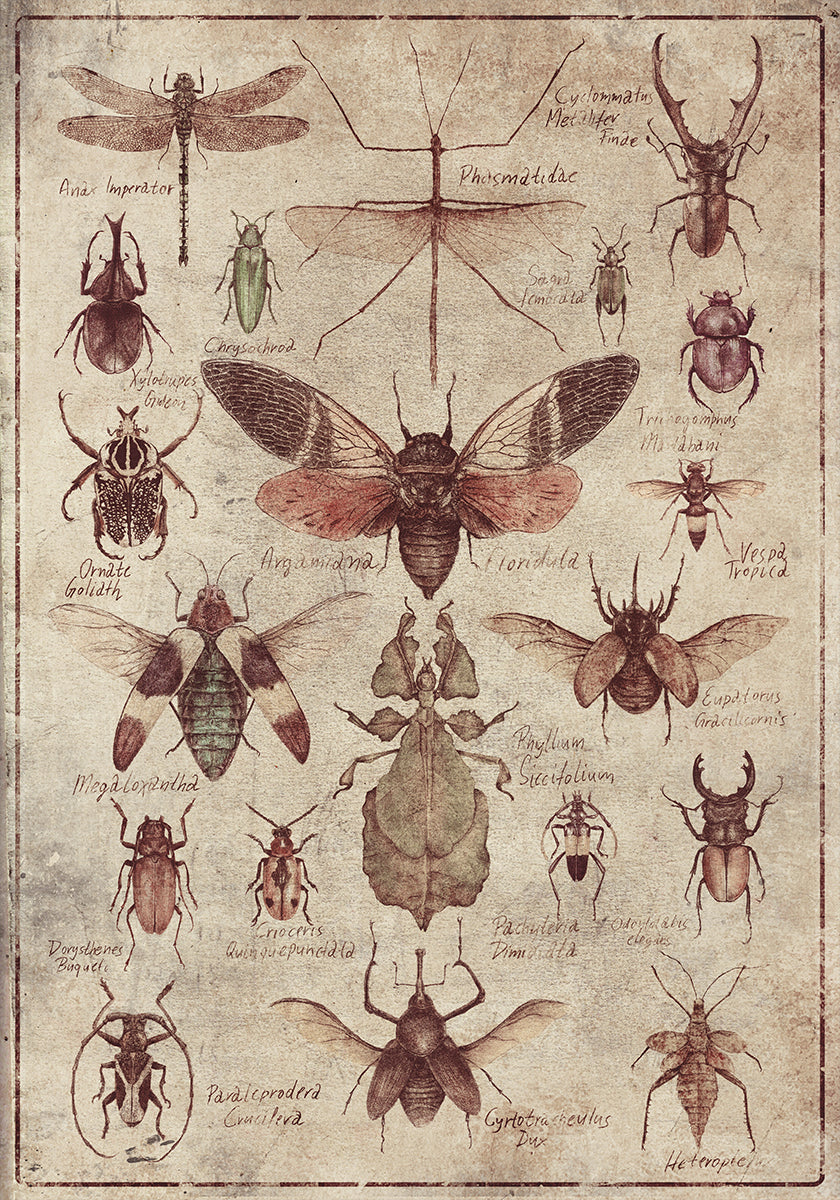 Vintage-Stil Insekten Poster