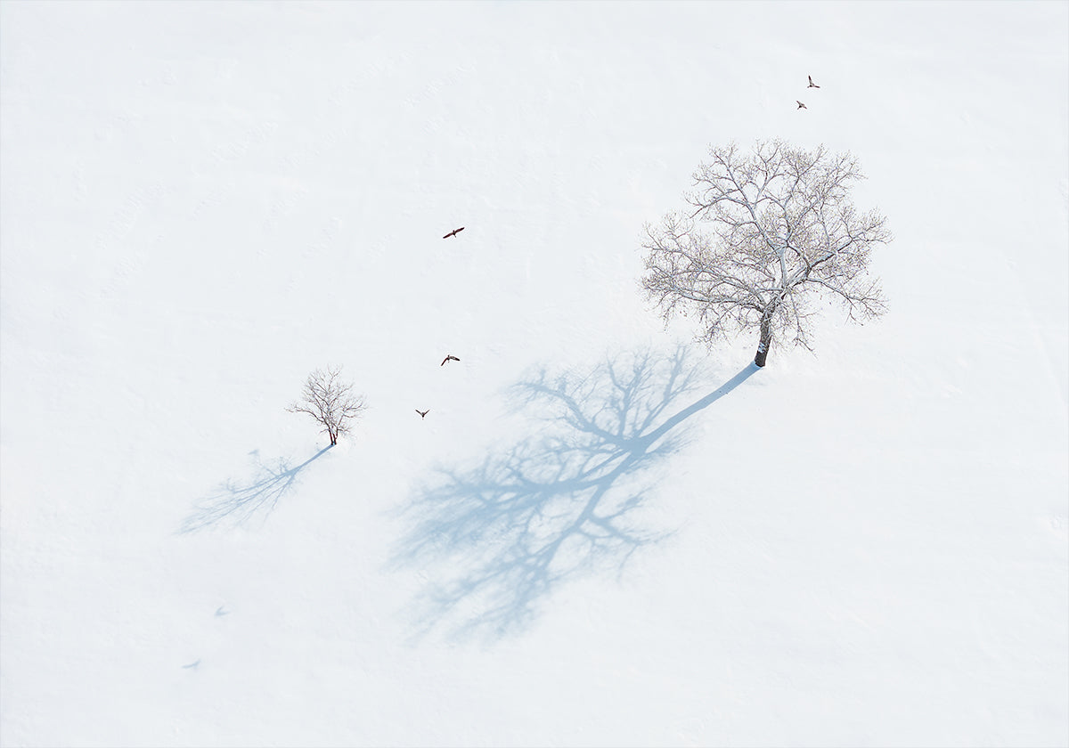 Plagát Tiene stromov a vtákov