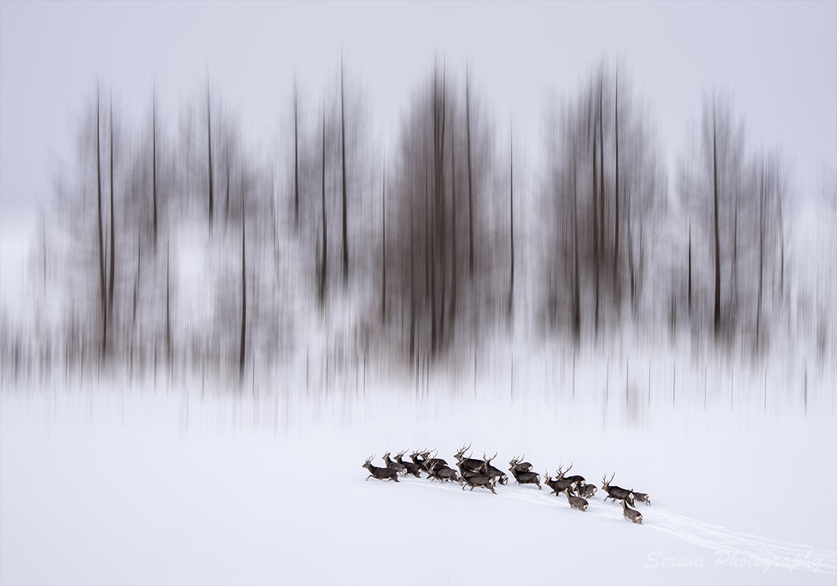 Ziema Hokaido plakāts