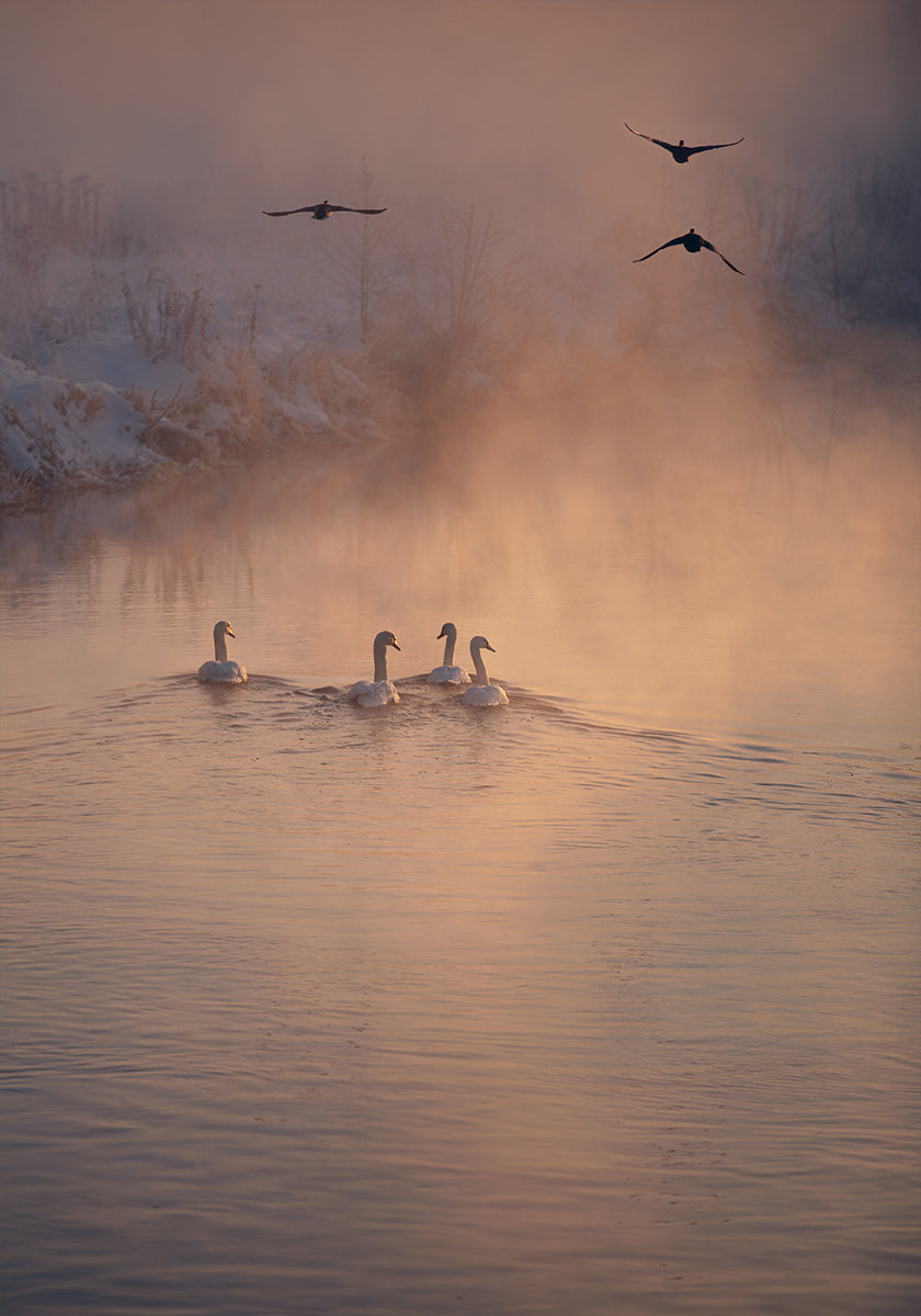 Afișul unde ceața nu a ajuns