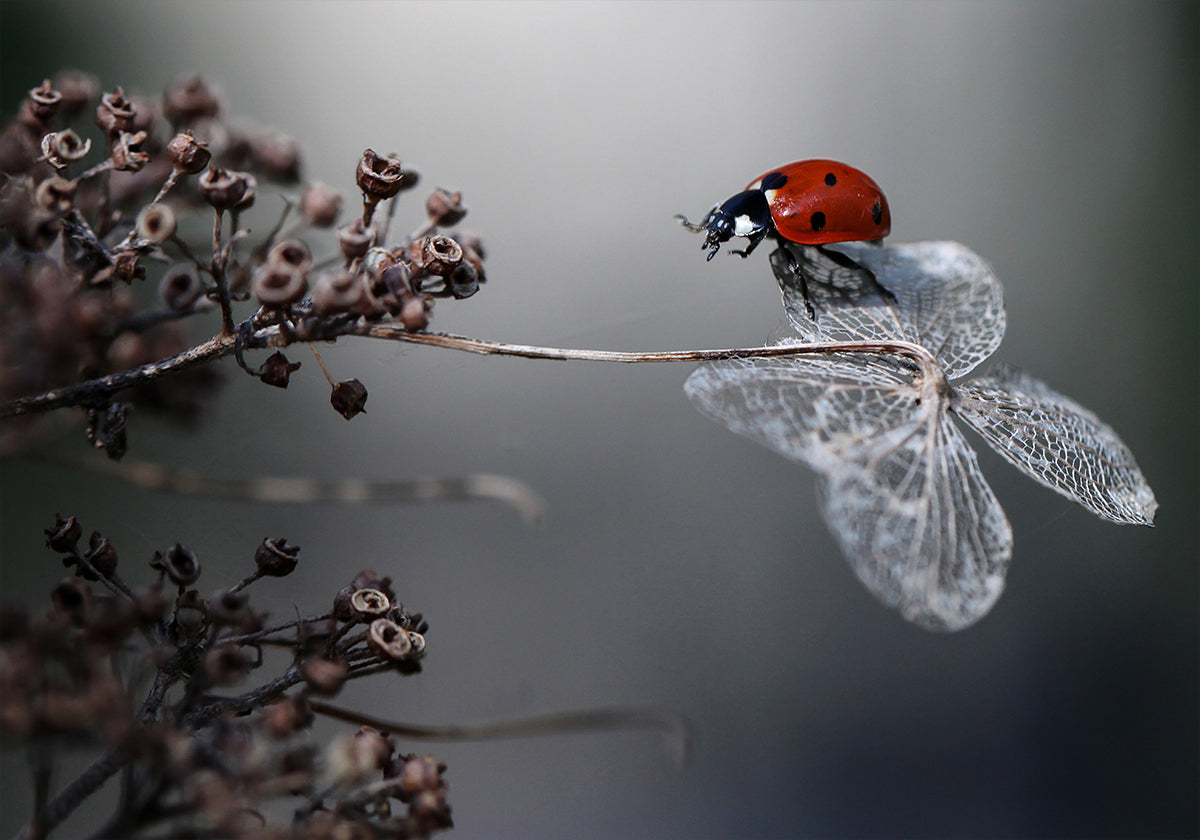 Ladybird op Hortensia.