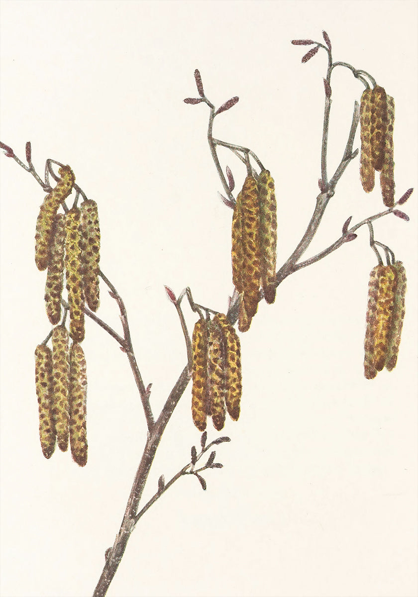 Hazel Alder (alnus Regosa) From North American Wildflowers (1925) vum Mary Vaux Walcott. Affiche