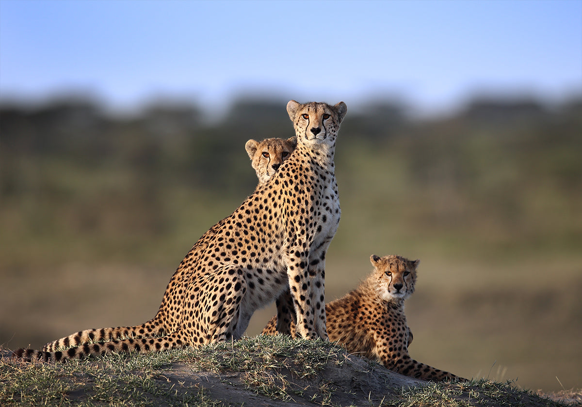 Gepard Famill Affiche