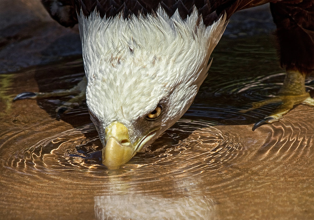 Lahe jook kuumal päeval plakat