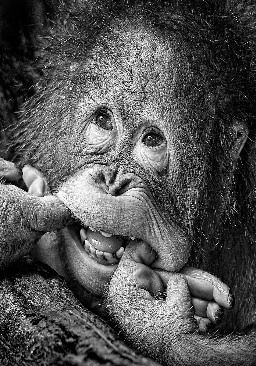 Big Smile ..... w.e.g. Poster