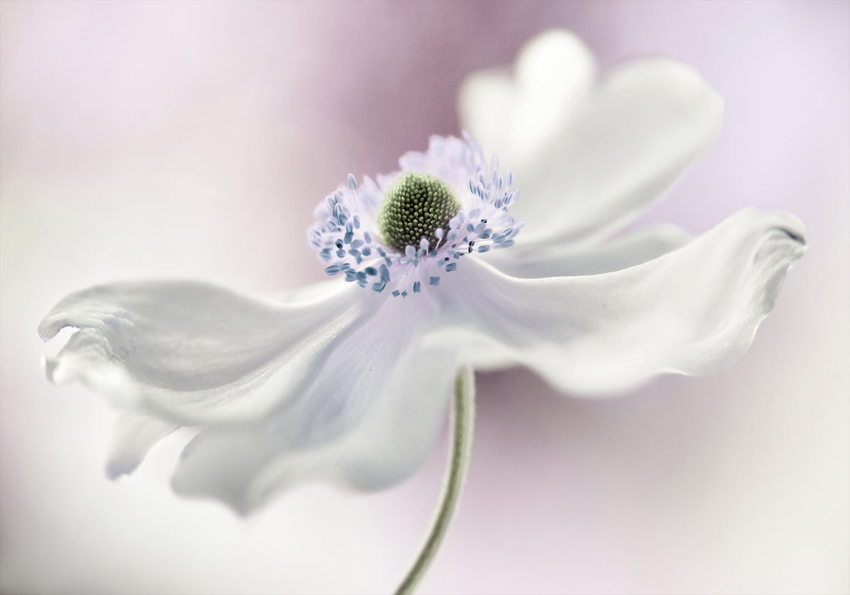 Anemone brīze Plakāts