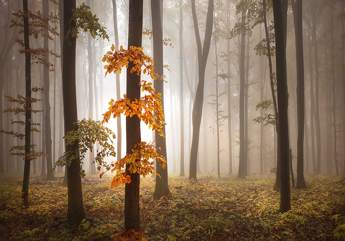 In November Light