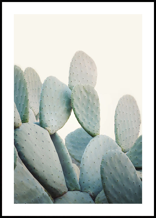 Pastel Cacti (NEW) - Posterbox
