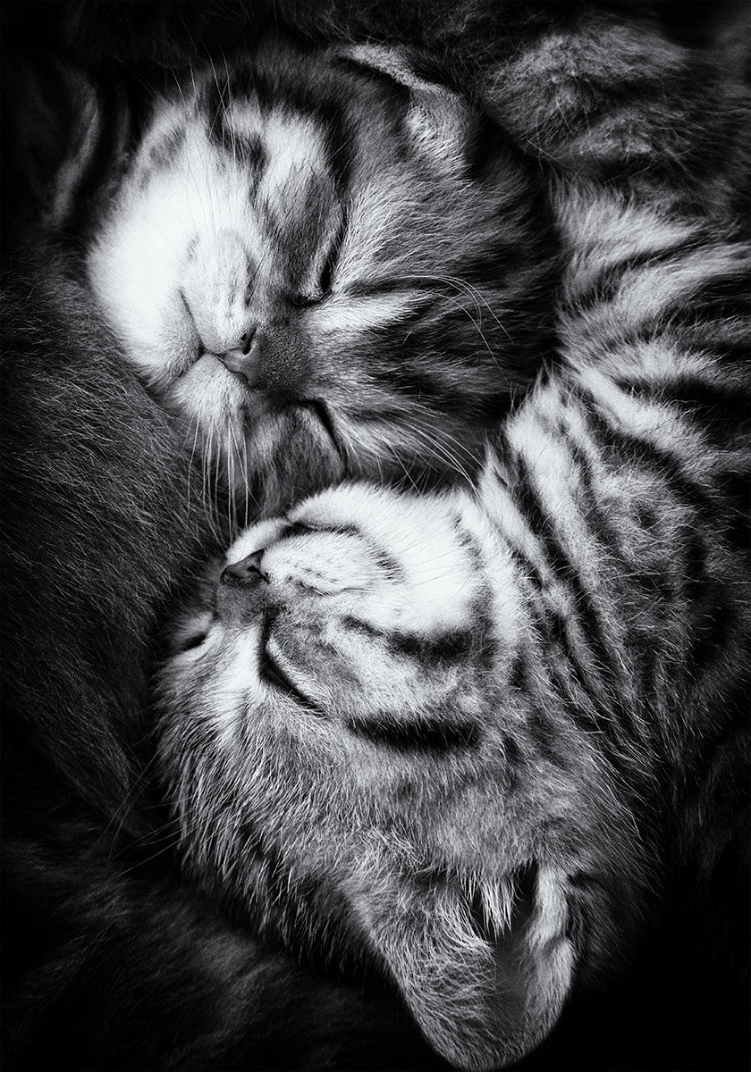 Yin ir Yang