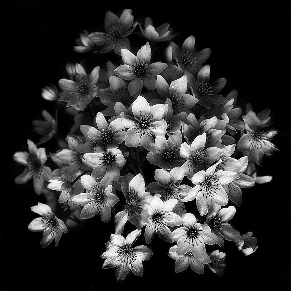 Early Sensation plakāts