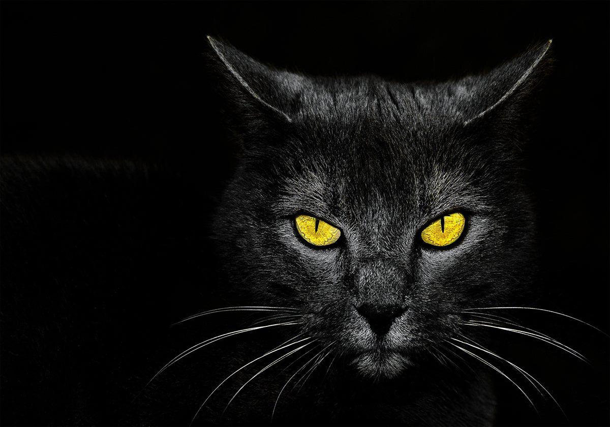 Black Cat Poster