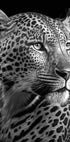 Black White Leopard Plakat - Posterbox.no