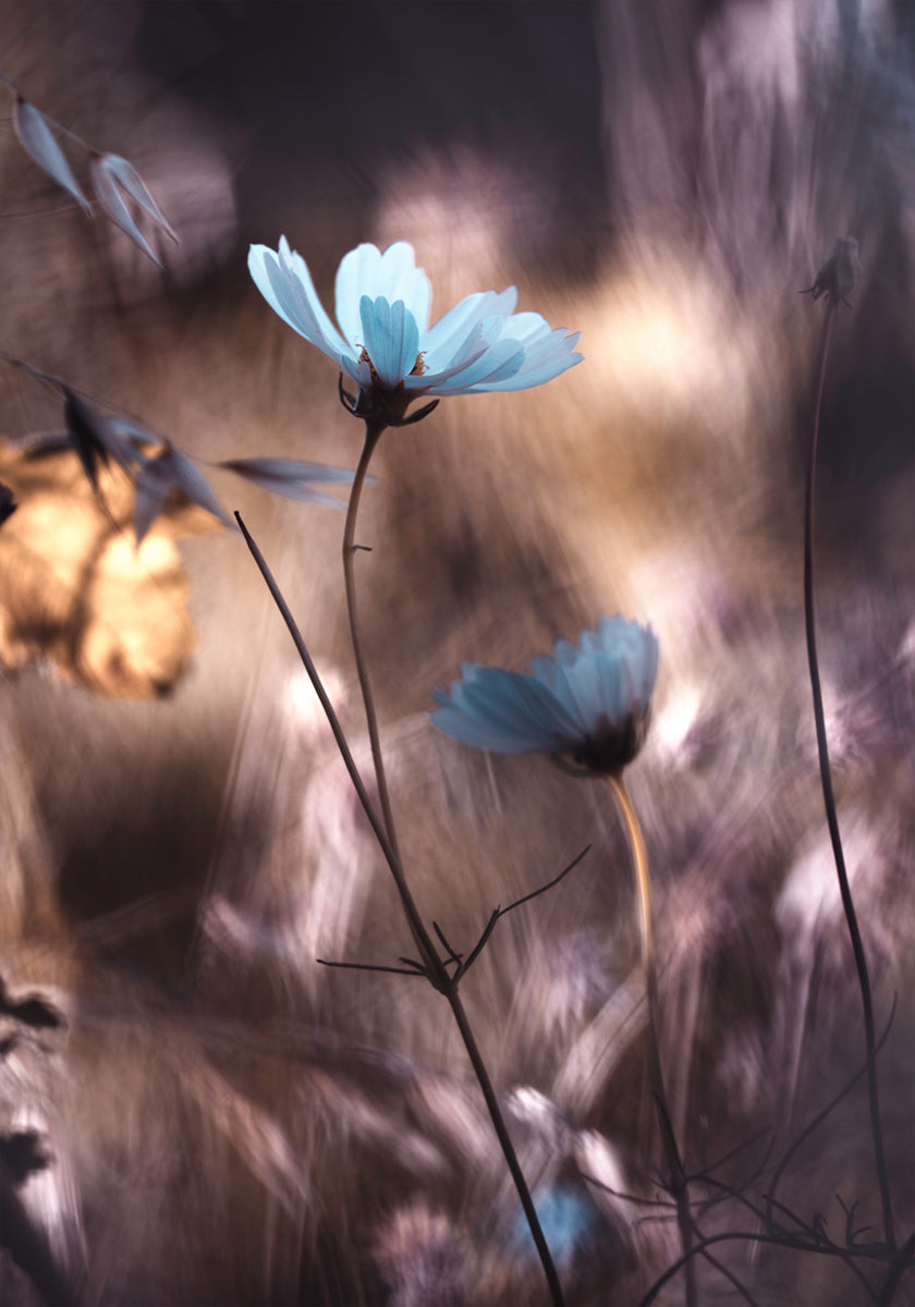 Luur d'Automne