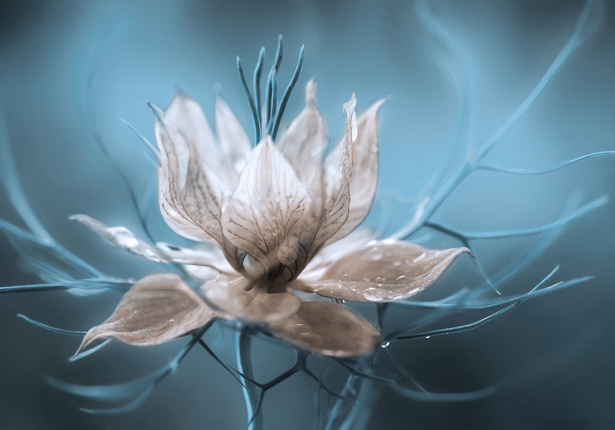 *Nigella* Poster