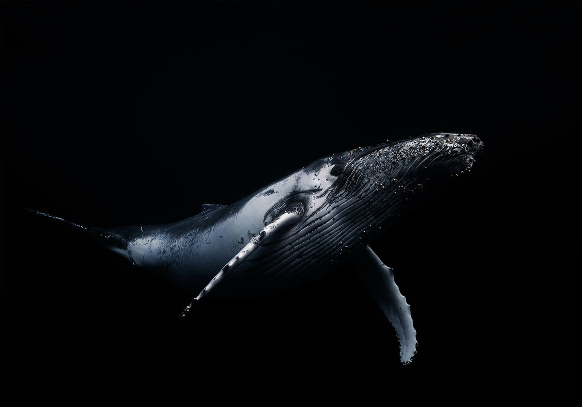 Black & Whale Poster