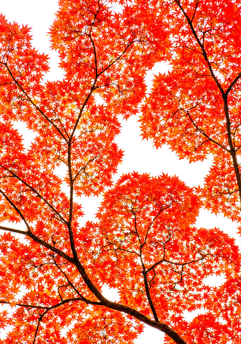 Geometry of Autumn Silence (NEW) - Posterbox