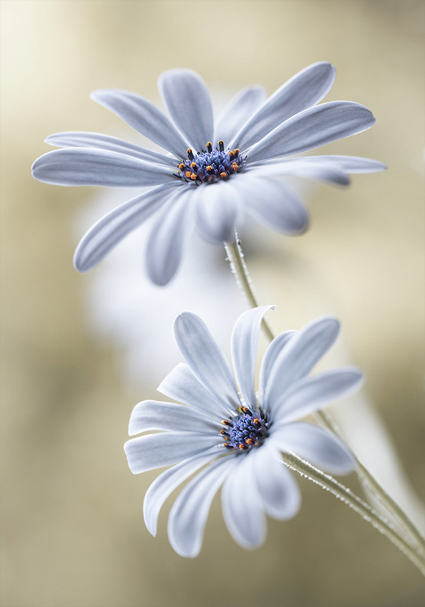 Cape daisies Poster