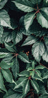 Wild Green Leaves Plakat - Posterbox.no
