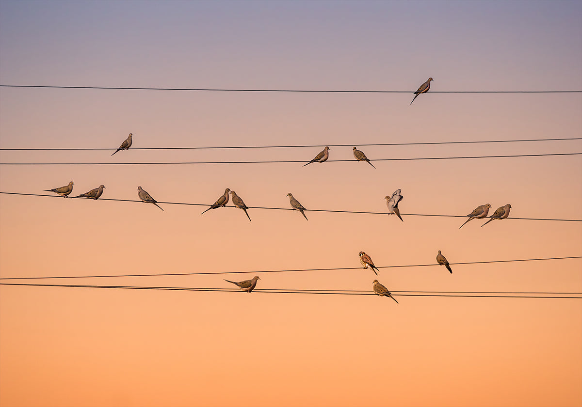 Music of Light