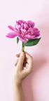 Holding Pink Peony Flower Plakat - Posterbox.no