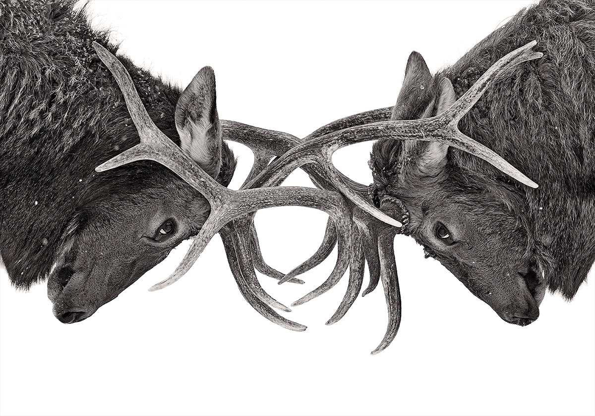 Eye to Eye - Elk Kampf Poster